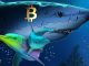 Bitcoin Sharks Accumulate at Fastest Pace Since 2012 as BTC Slides